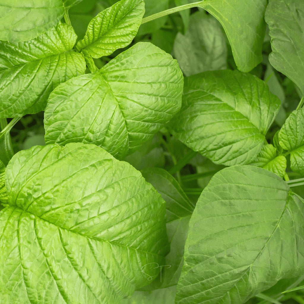 Green Callaloo Amaranth – 100 Seeds