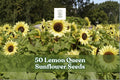 Lemon Queen Sunflower Seeds - Helianthus annuus - Large Lemon Yellow Blooms for Garden Planting, Ornamental, Annual