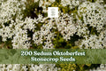 Sedum Oktoberfest Seeds for Planting - Low-Growing Succulent Ground Cover, Creeping Stonecrop, Sedum acre