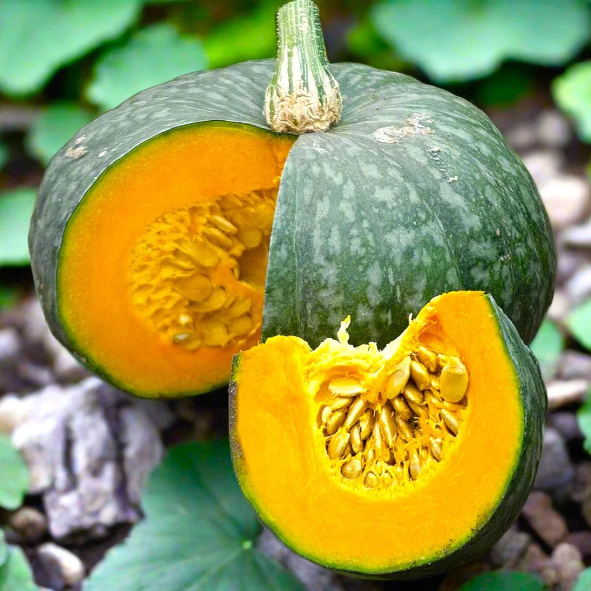 Kabocha Seeds Pack of 10 | Japanese Pumpkin Squash | Green Gourd | Cucurbita maxima | Organic Non-GMO, Heirloom, Home Garden