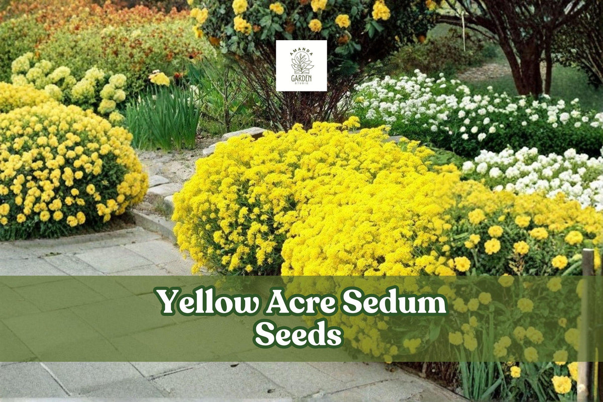 Yellow Acre Sedum Seeds - Drought-Tolerant Groundcover, Bright Yellow Flowers, Perennial Succulent, 200 Seeds