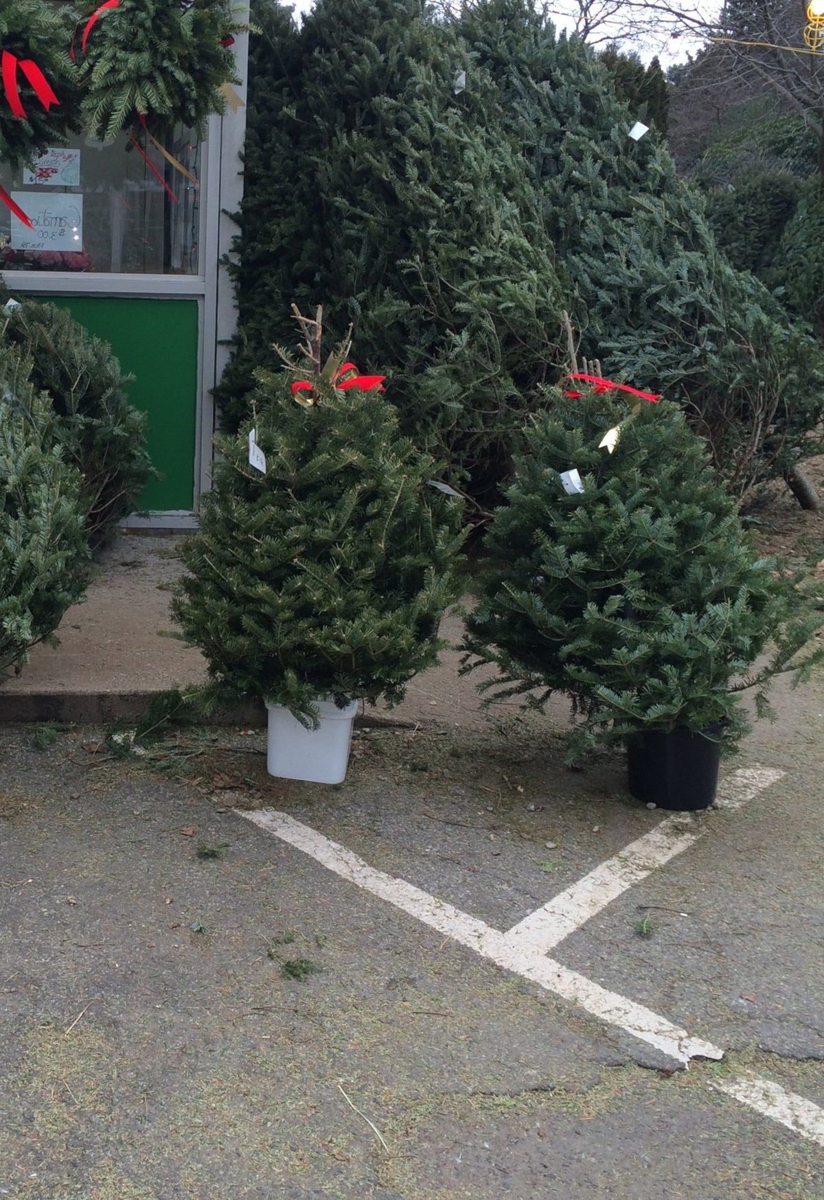 Real Christmas Trees Delivered 3 Foot Balsam Fir Tabletop Christmas Tree