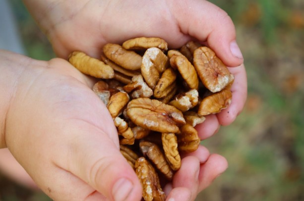 Organic Pecans