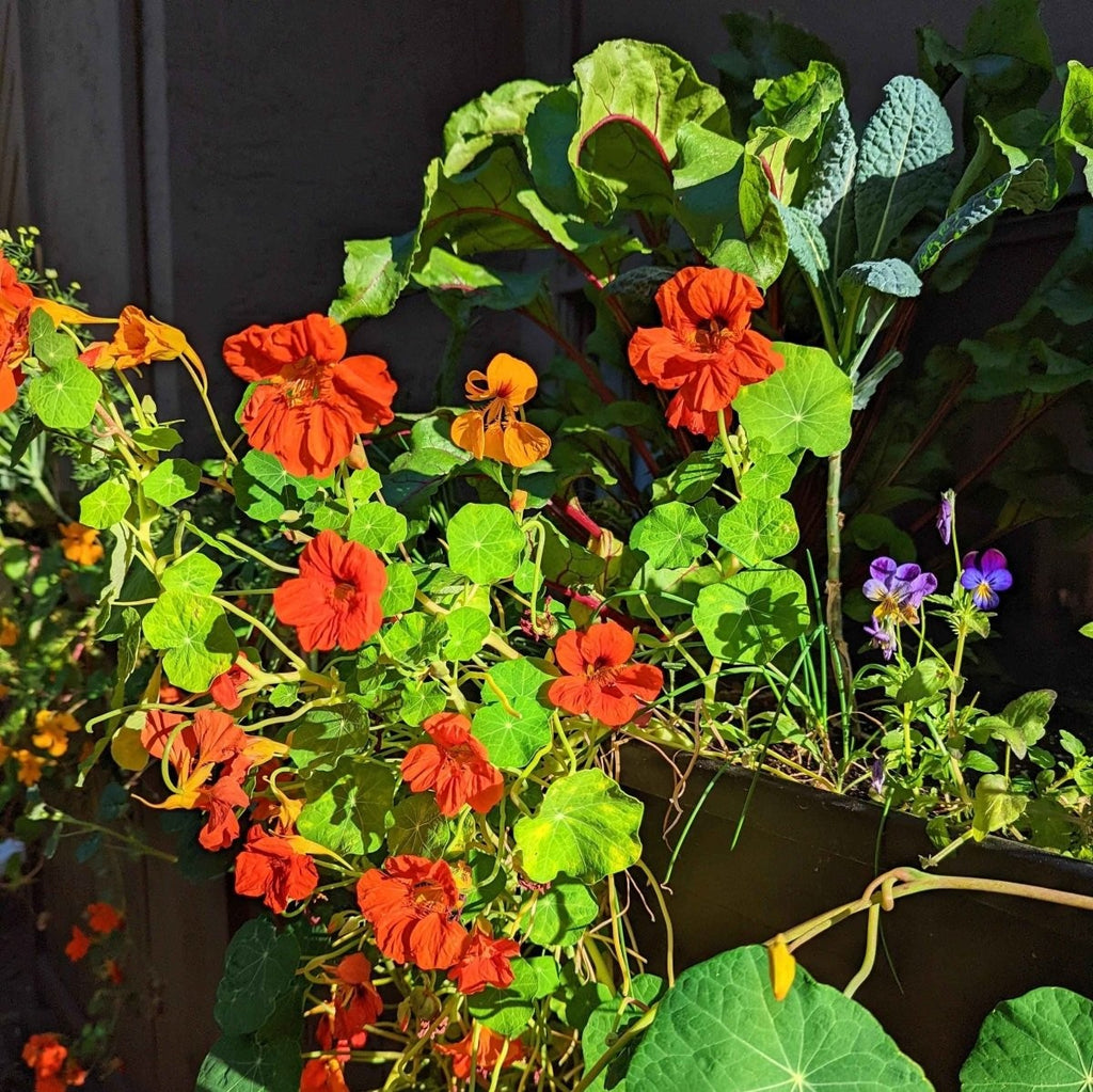 Nasturtium Seeds