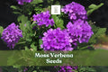 Moss Verbena Seeds - Drought Tolerant Purple Ground Cover - Verbena tenuisecta, Perennial, 100+ Seeds