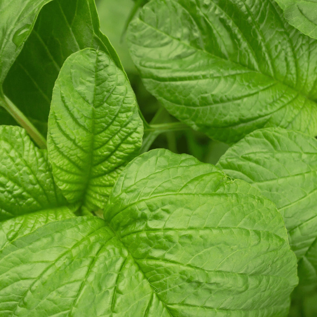 Green Callaloo Amaranth – 100 Seeds