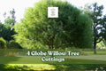 4 Globe Willow Tree Cuttings for Planting | Salix matsudana ‘Globe’ | Fast-Growing Ornamental Shade & Privacy Tree