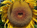 American Giant Hybrid Sunflower Seeds - Pack of 50, Helianthus annuus, Tall, Bright Yellow Petals, Easy to Grow, Gardening Gift