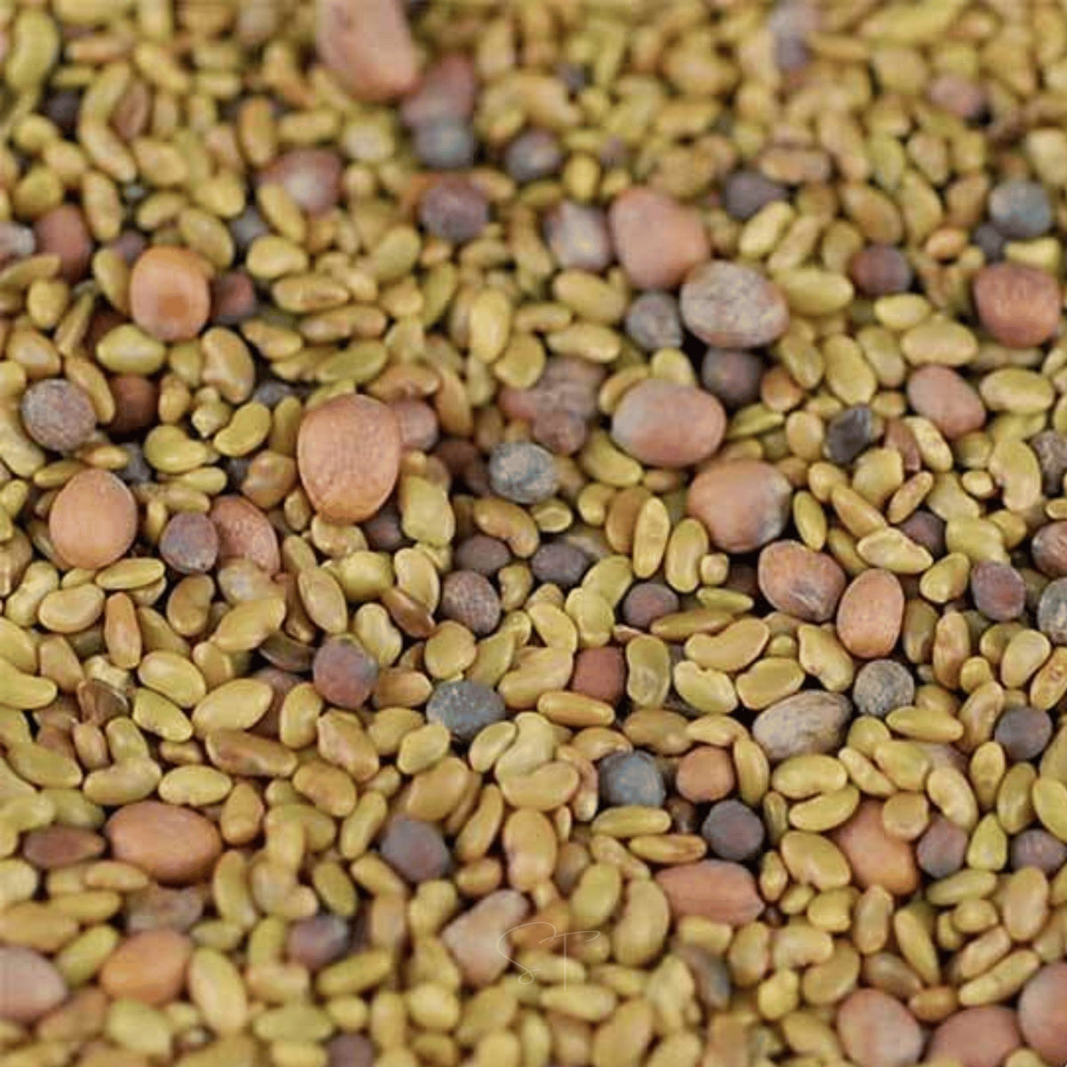 5 Part Salad Mix Sprout – 1,000 Seeds