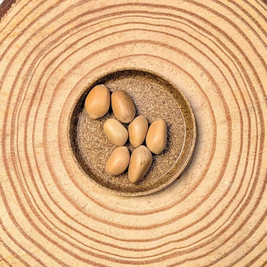 Zamia Furfuracea 'Cardboard Palm' Seeds