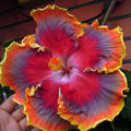 Hibiscus Seeds 20 Pack Perennial Flower Seeds Hibiscus rosa-sinensis Red Purple Orange for Garden, Border, Container