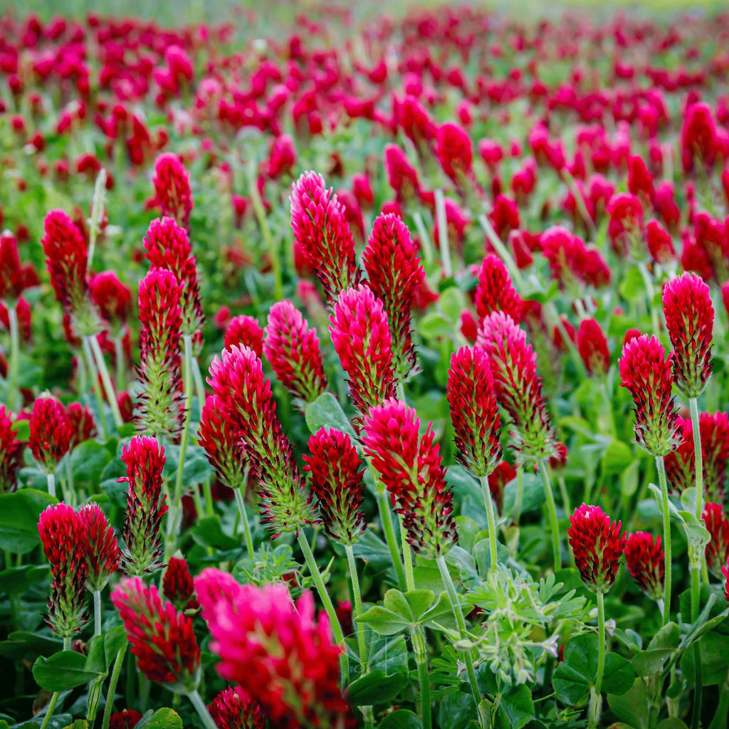 Crimson “Dixie” Clover – 1,000 Seeds
