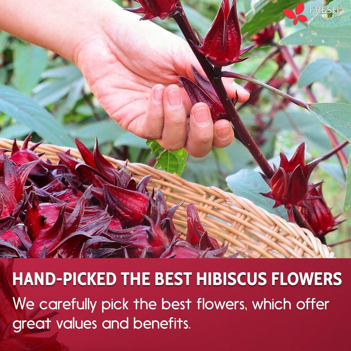Hibiscus Dried Flowers, Tea Bags, 100% Natural, Pure from Hibiscus Flowers. Loose Flower Hibiscus Herbal Tea. Hibiscus Flower Tea. No Sugar, No Caffeine, No Gluten, Vegan.