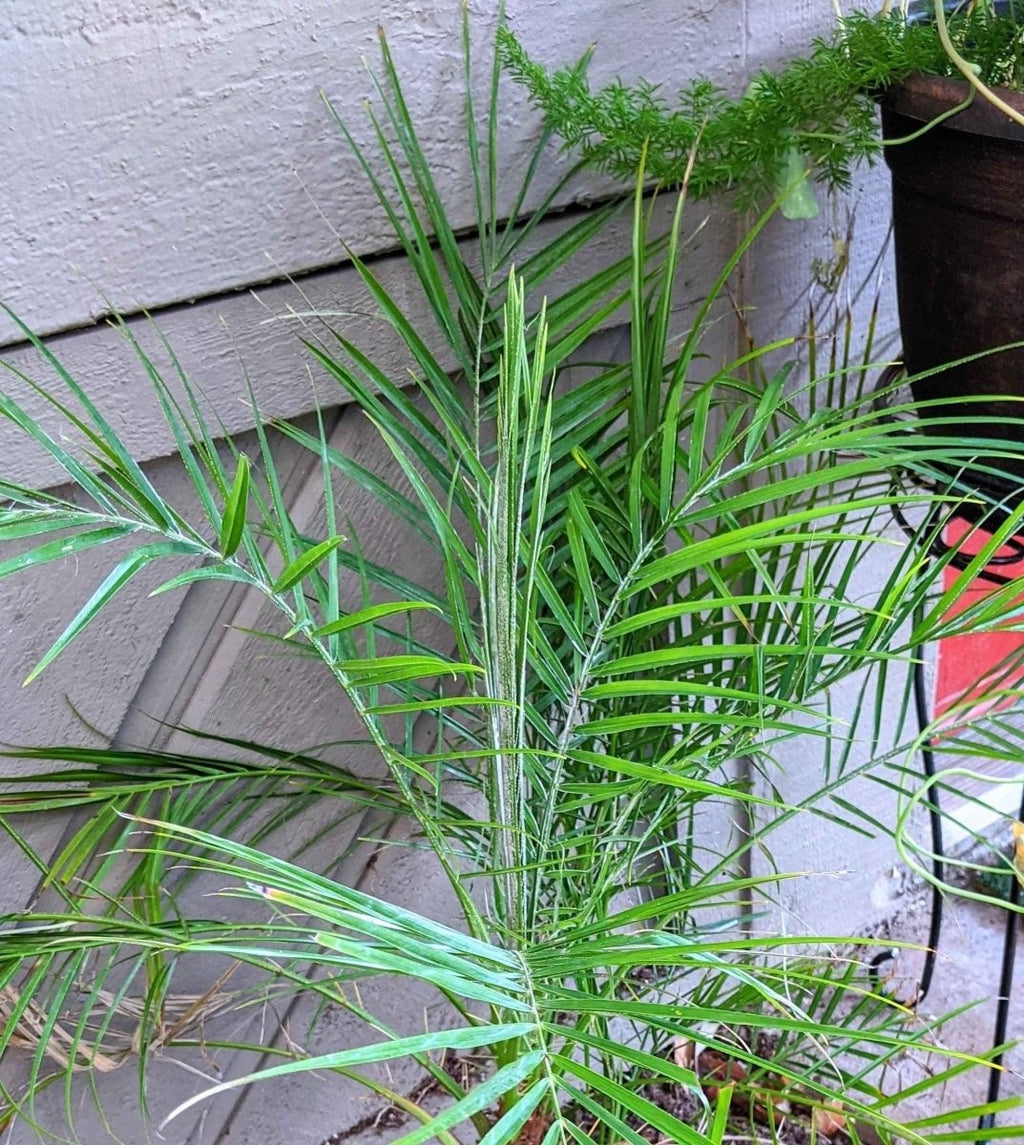 Phoenix Robelenii 'Pygmy Date Palm' Seeds