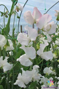 Polar Star Sweet Pea Seeds - 50+ Pack, Fragrant Climbing Flower Seeds, Lathyrus odoratus for Garden Planting