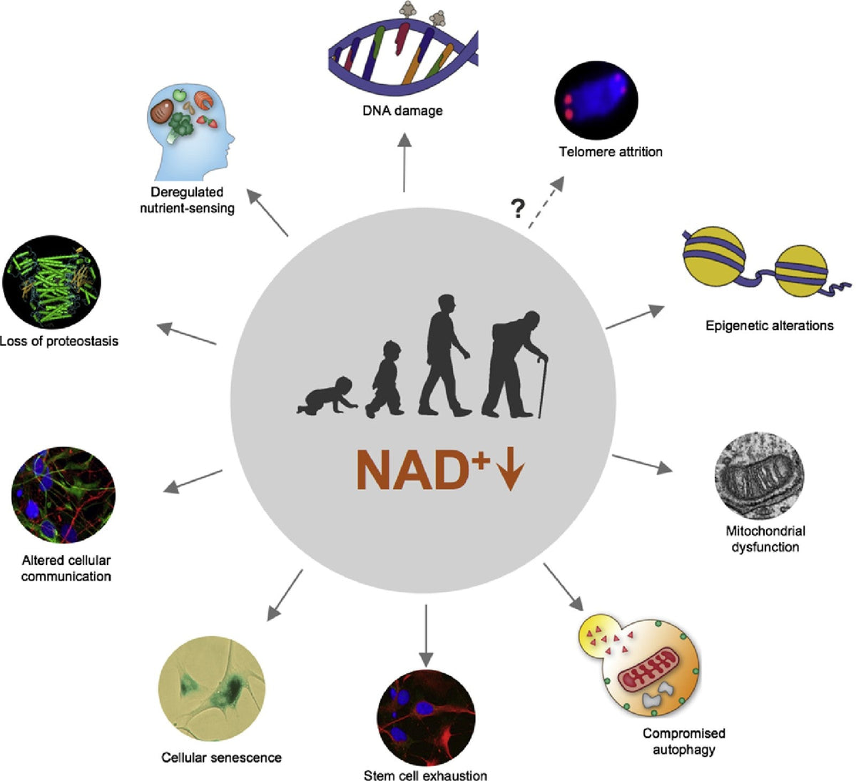 NAD+ (50mg) Specialty Package - 3 Sessions