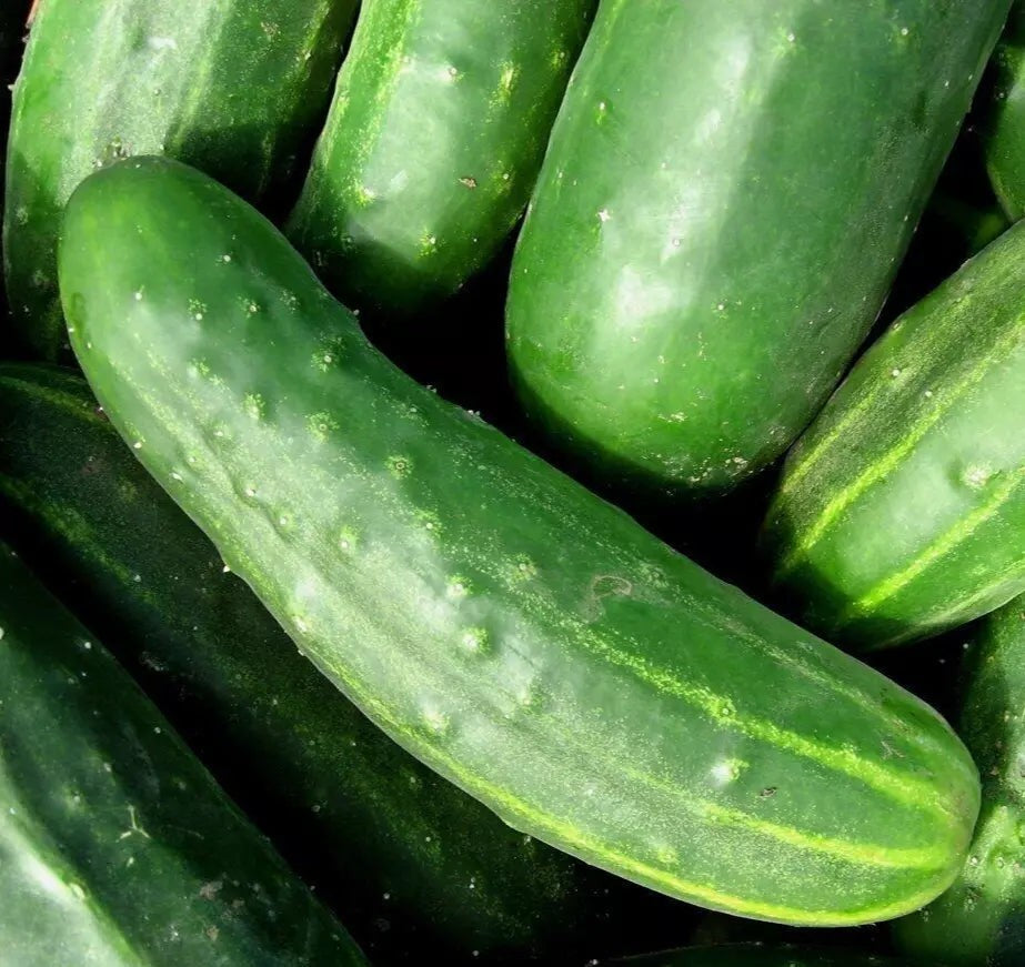 Marketer Cucumber Seeds 50+ Pack Non-GMO Summer Vegetable Garden Cucumis sativus
